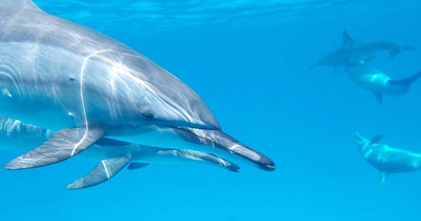 Дельфинарий в Алании