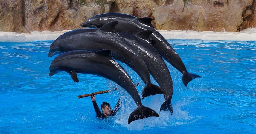 Шоу дельфинов в Сиде