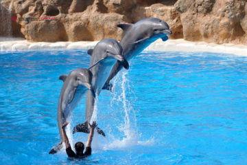 Belek Dolphins Show - Cheap Prices - Photos and Reviews