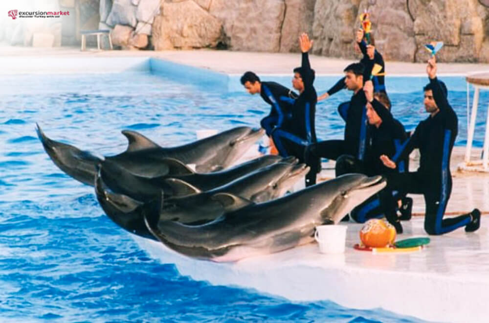 Antalya Dolphins Show - Dolphins Land Park - Price and Details